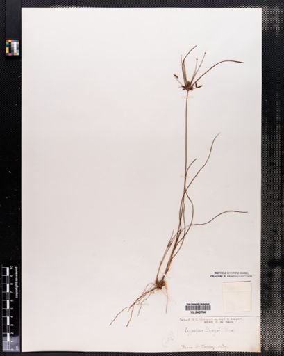 Cyperus grayii