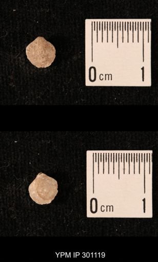 Ambocoelia sp.