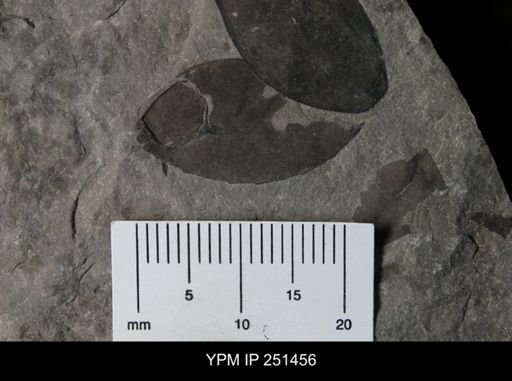 undet. Eurypterida