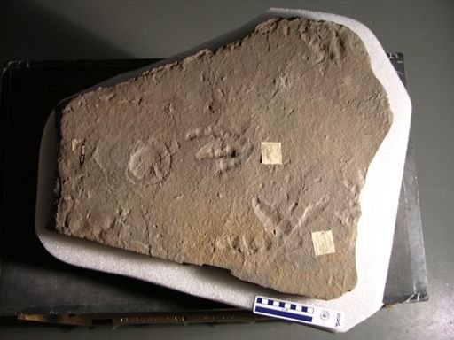 Platypterna digitigrada