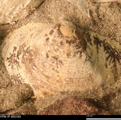 Ammonoidea