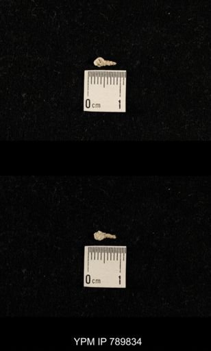 undet. Bryozoa