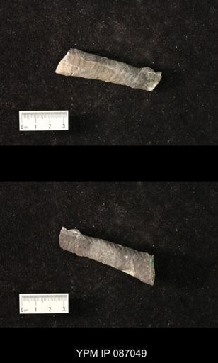 undet. Nautiloidea