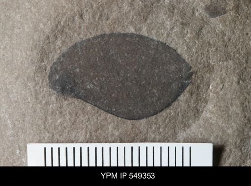 undet. Eurypterida