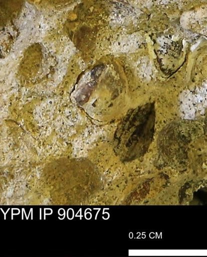 Corbulamella?