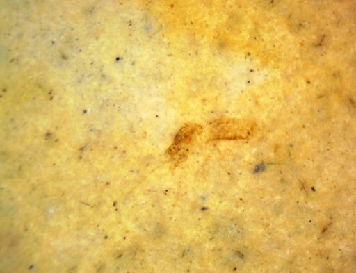 undet. Hexapoda