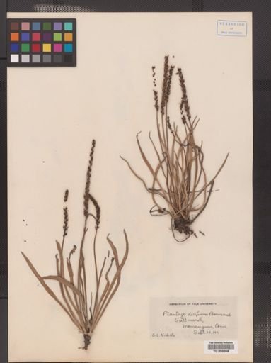 Plantago juncoides