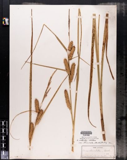 Plantae
