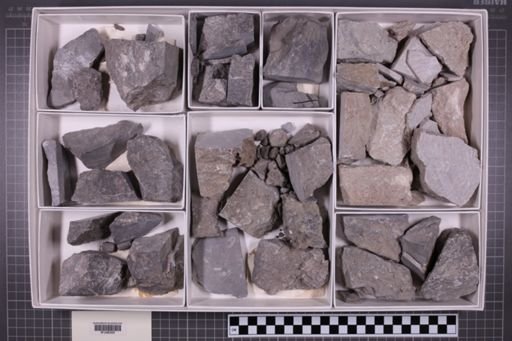 mixed taxa, stratigraphic collection