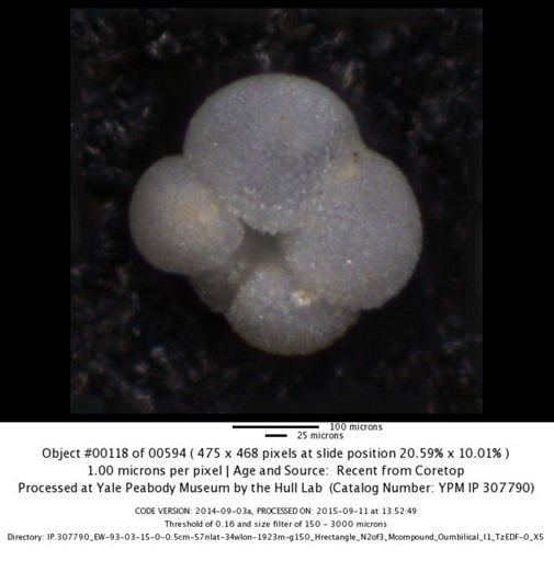 undet. Foraminiferida