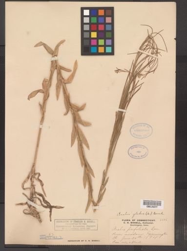 Arabis glabra