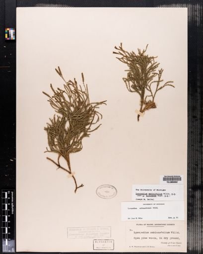 Lycopodium