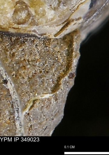 undet. Mollusca
