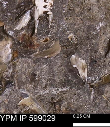 undet. Mollusca