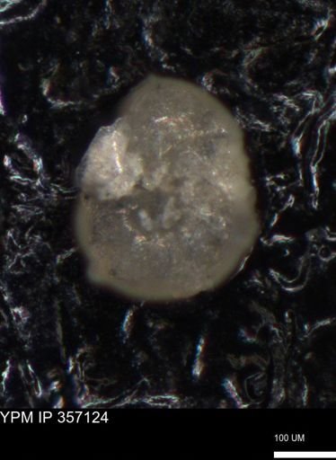 undet. Foraminiferida
