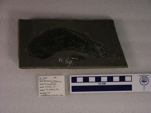 Catopterus gracilis