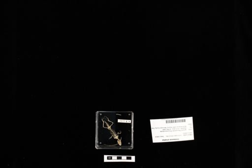 Urosaurus ornatus