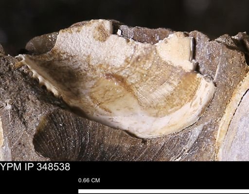 undet. Bivalvia