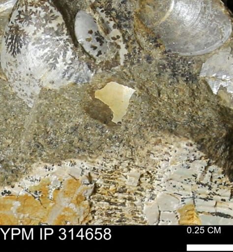 undet. Mollusca