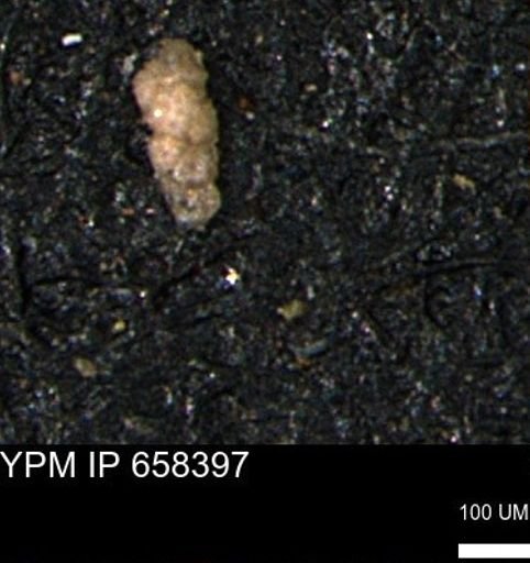 Verneuilinoides kansasensis
