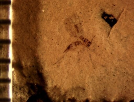 Mycetophilidae?