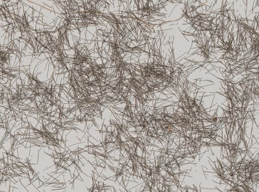 Suberites domuncula