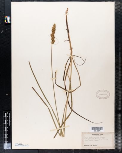 Carex