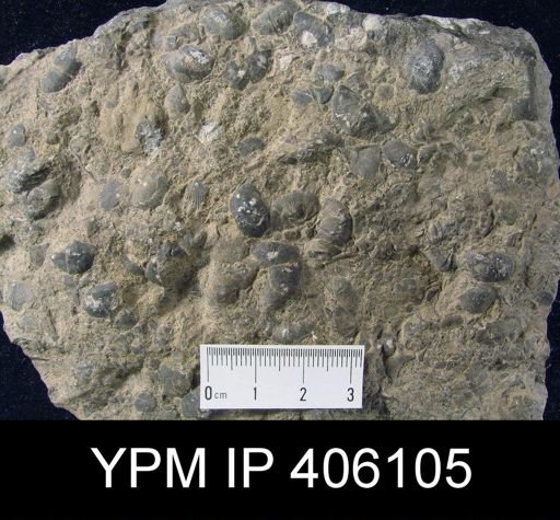 Plectambonites sericeus