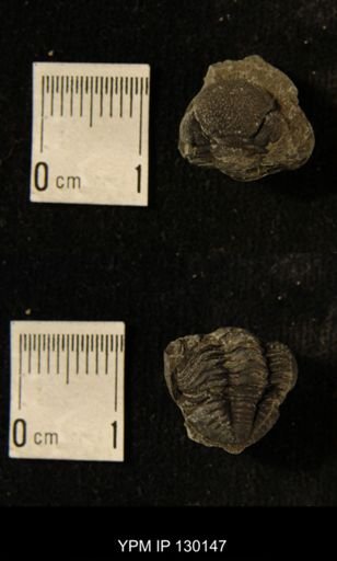 Eldredgeops rana