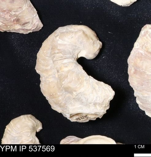 Gryphaea mucronata
