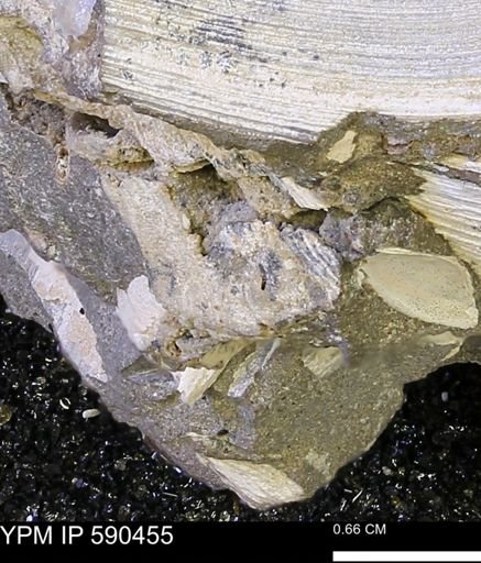 undet. Bivalvia