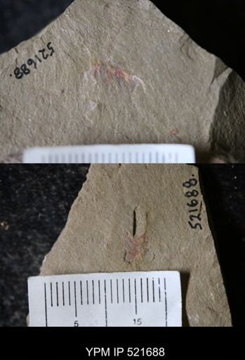 undet. Arthropoda