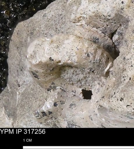 undet. Ammonoidea