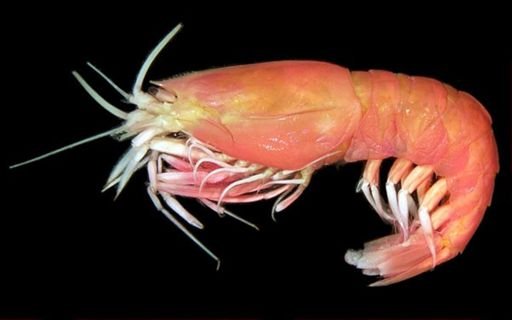 Meningodora mollis