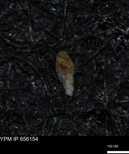 Bimonilina variana