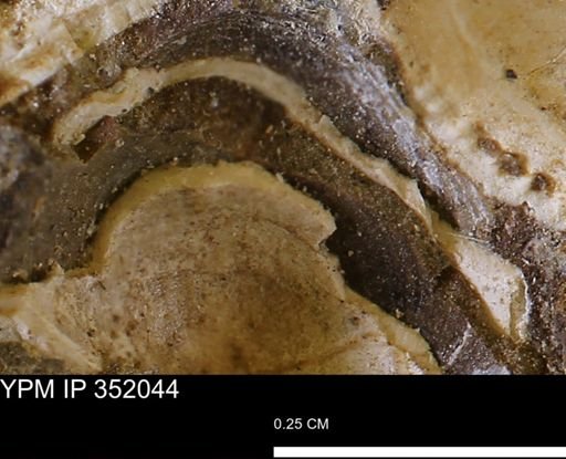 undet. Bivalvia