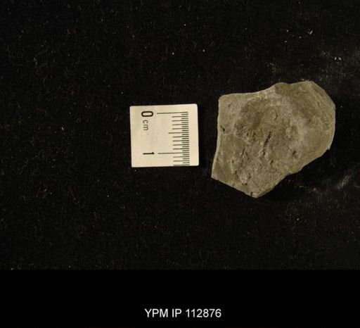 undet. Graptolithina
