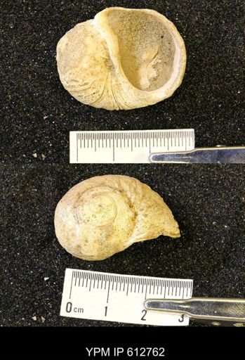 Vanikoropsis sp.