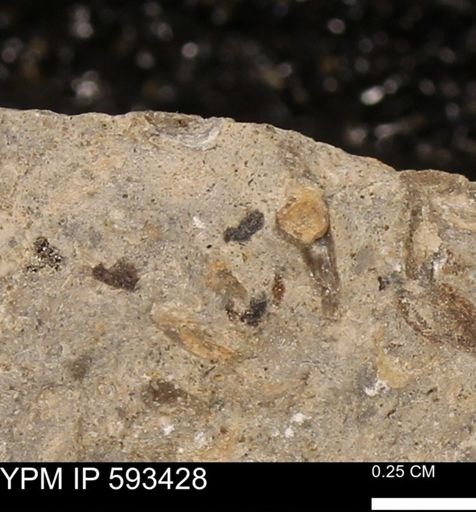 taxon undetermined
