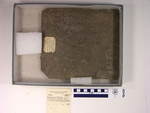 Anchisauripus hitchcocki