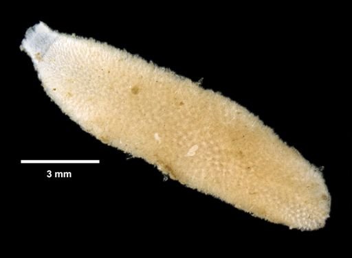 Sycon ciliatum