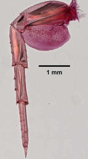 Parhyale hawaiiensis