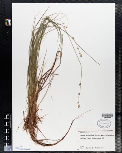 Carex atlantica atlantica