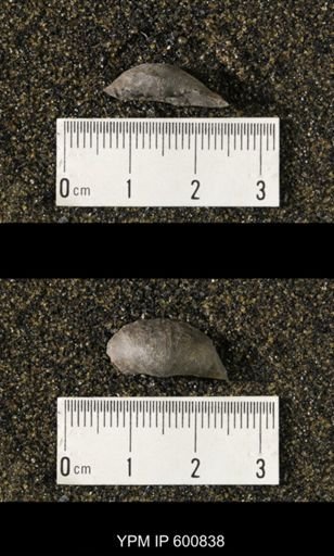 Chonetes scitulus