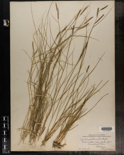 Plantae