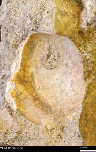 undet. Bivalvia