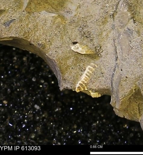 undet. Bivalvia