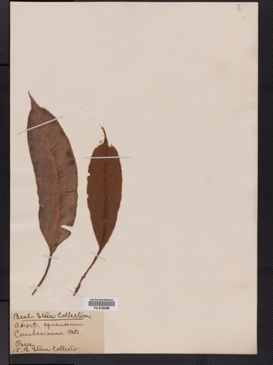 Elaphoglossum