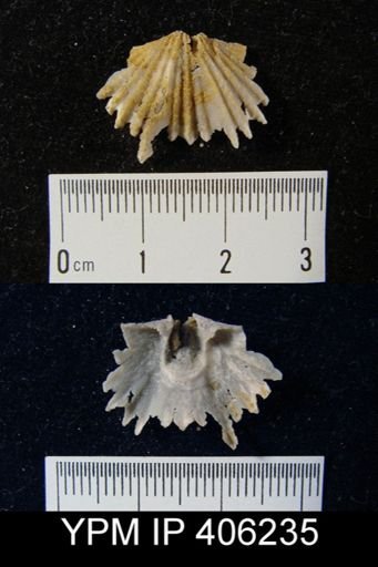 Platystrophia laticosta