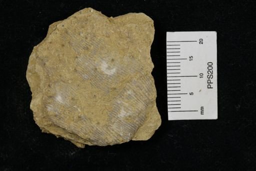 Linoproductus prattenianus